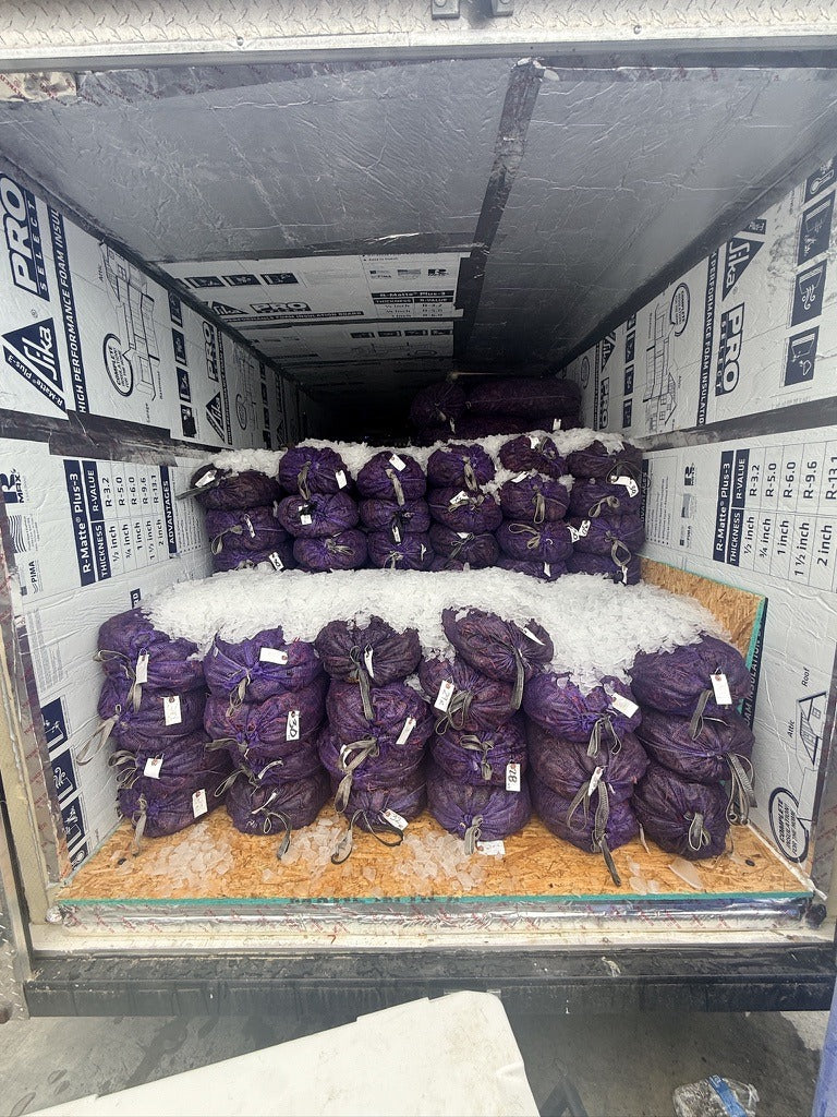 Sacks of live crawfish iced down in the RM Routes insulated trailer